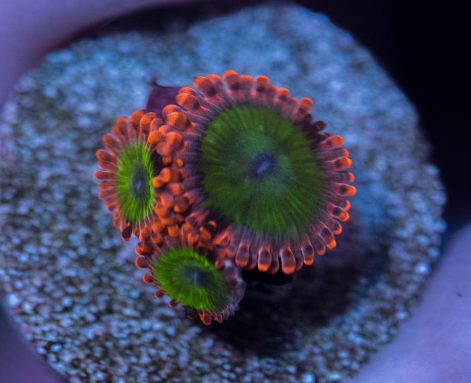 zoanthids SALT WATER PARADISE